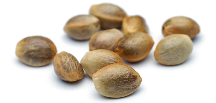 Semillas de Cannabis