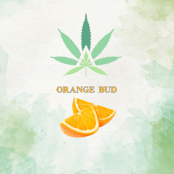 Orange Bud smallbud