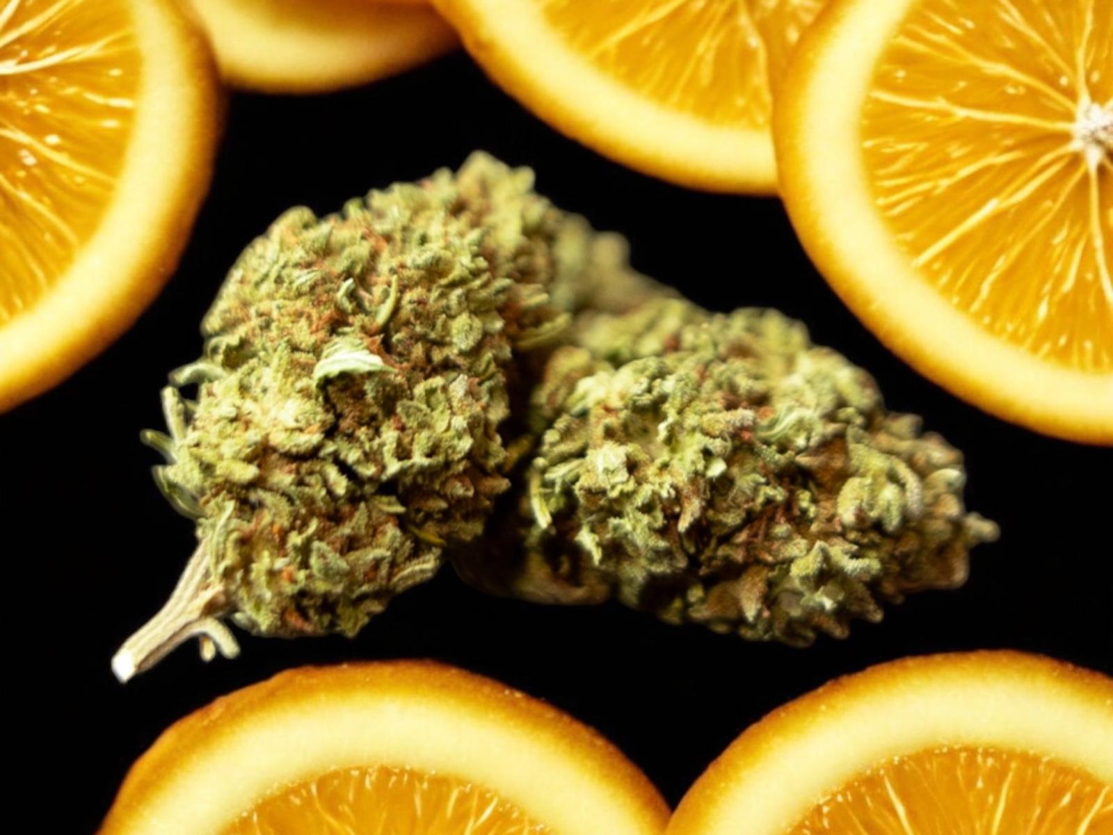 Orange Bud smallbud