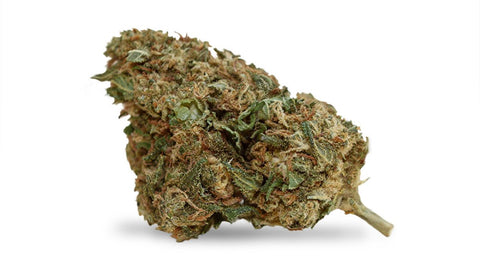 Purple Organic Haze