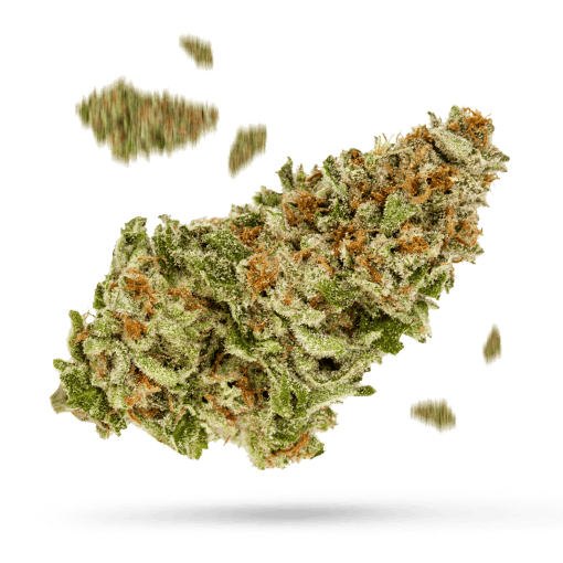 Master Kush Glasshouse