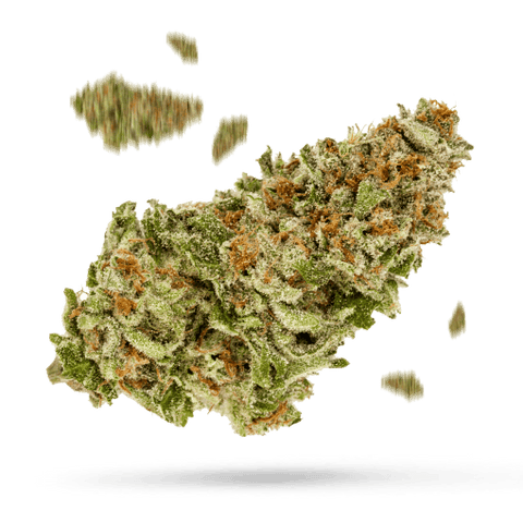Master Kush Glasshouse